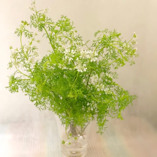 コリアンダー 花のある生活 コリアンダー 花のある生活