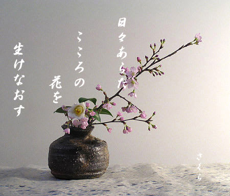 日々あらた 桜 椿生け花 さくら ことのは 川柳の部屋