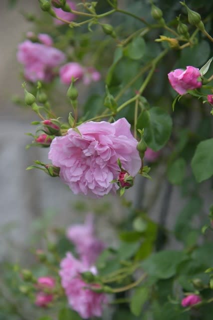 ランブラー つるバラ のブログ記事一覧 小さな庭の小さな幸せ チャッピーのバラ庭より