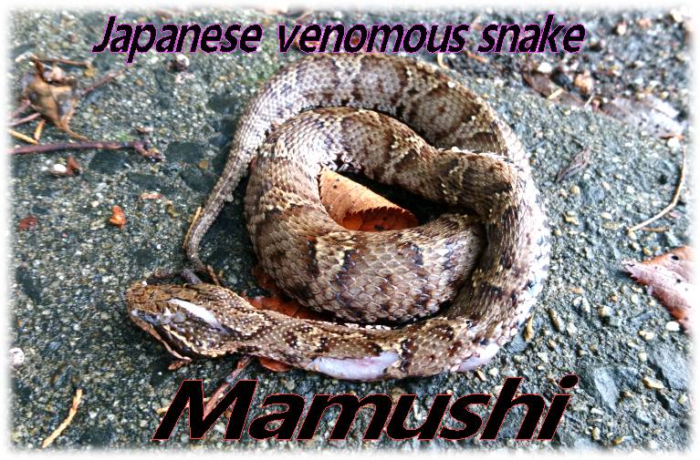 街中マムシ 田舎では普通に見るけど街中では子供達の危険に Japanese Venomous Snake 環境ボランティア いげのやま美化クラブ