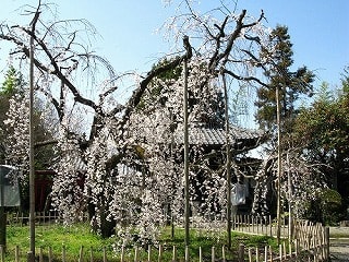 笑面寺のしだれ桜