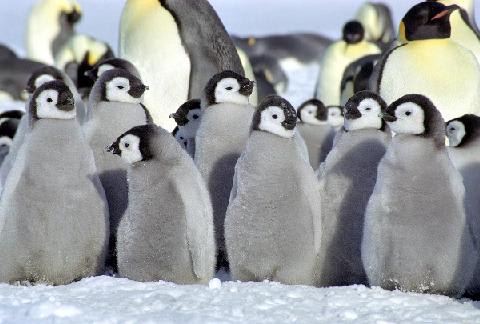 皇帝ペンギン 映画と周辺 皇帝ペンギン 映画と周辺