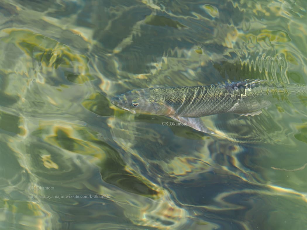 里山人雑記 里山人雑記