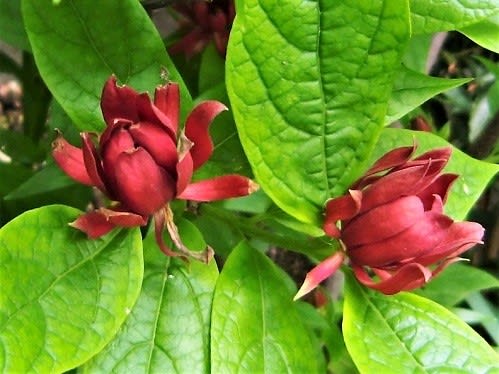 初夏の クロバナ 黒花 花を愛でる 初夏の クロバナ 黒花 花を愛でる
