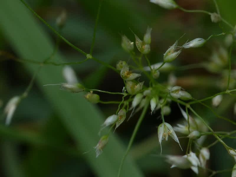 HAYASHI-NO-KO