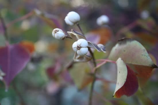 おはようの花 ナンキンハゼ 南京黄櫨 12月 筑紫の国から 花つくし日記