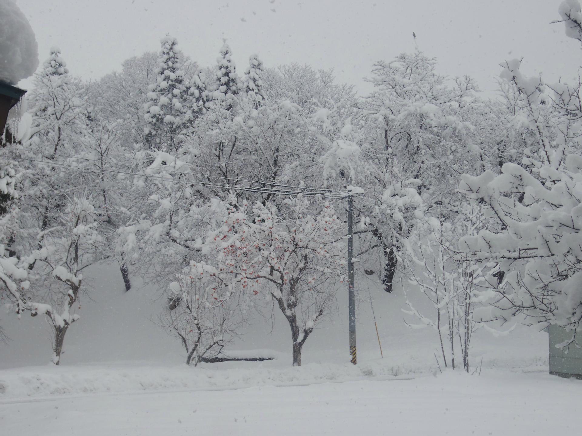 雪下ろし注意報 さいちママのブログ