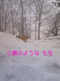 雪 ところにより吹雪き