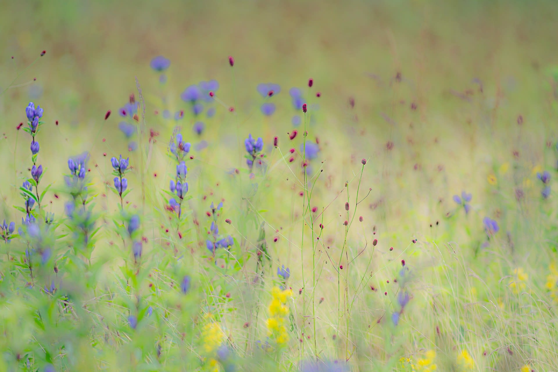 高原の花々の写真