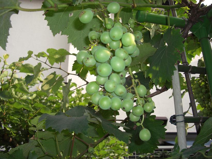 真夏の庭 カナブン被害 Garnetの部屋 真夏の庭 カナブン被害 Garnetの部屋