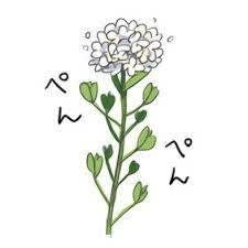 ぺんぺん草 遊民ヤギ爺 ぺんぺん草 遊民ヤギ爺