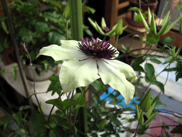 夏に咲いた仙人草の花です