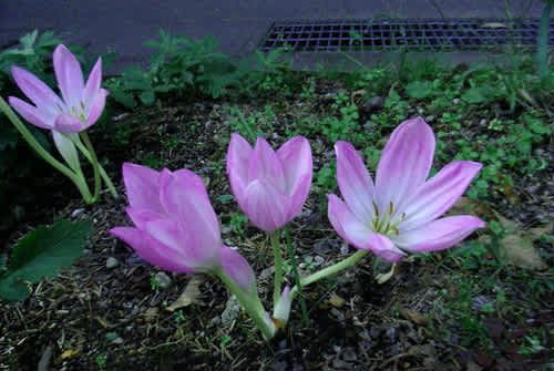 軽井沢に咲く珍しい花 デジカメ ぶらり旅 軽井沢に咲く珍しい花 デジカメ ぶらり旅