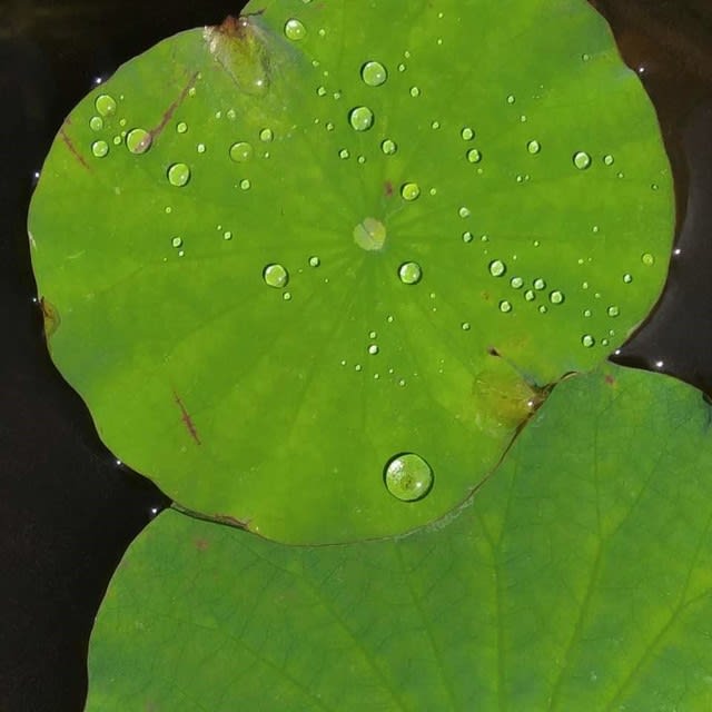雨のつぶ 睡蓮の葉っぱ 時間のしずく Time Drops
