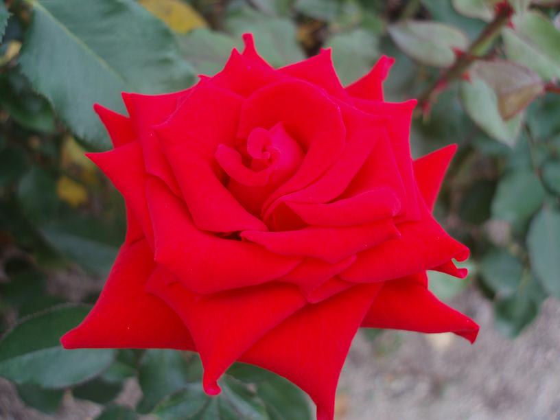 薔薇　Ⅴ……の画像