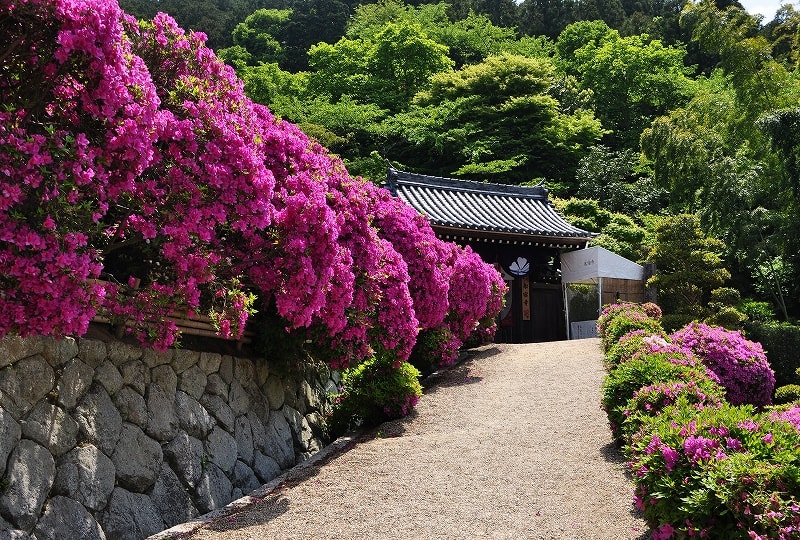 船宿寺のツツジ 奈良の名所 古跡