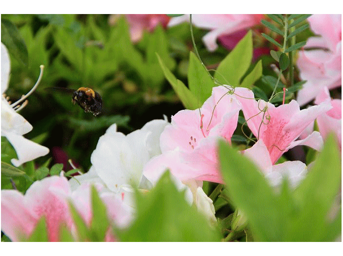 長与 中尾城公園 芝桜 つつじ ツツジ 躑躅 今日の句 コケムス 写真日記 長与 中尾城公園 芝桜 つつじ ツツジ 躑躅 今日の句 コケムス 写真日記