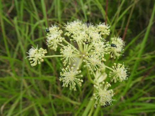 高ボッチ高原・鉢伏山で最近咲いている花　シロバナノダケ（白花野竹）