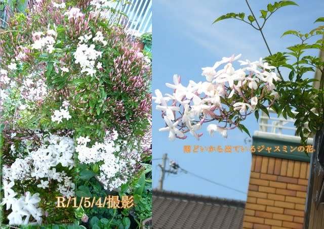 5月に咲いたジャスミンの花等 ツル性の植物 ぎんちゃんのブログ