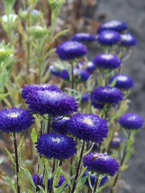 アスター エゾギク ハナスキの散歩で見た花