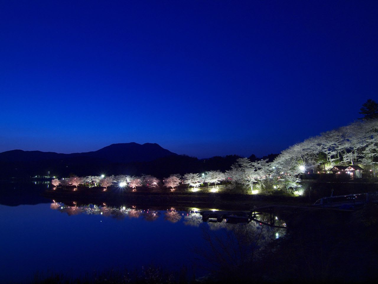 恵那峡 さざなみ公園 桜ライトアップ 季節の中で気ままに Digital Photograph