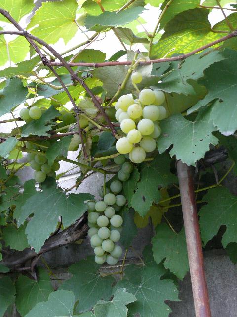 ブドウ 葡萄 Peaの植物図鑑 ブドウ 葡萄 Peaの植物図鑑