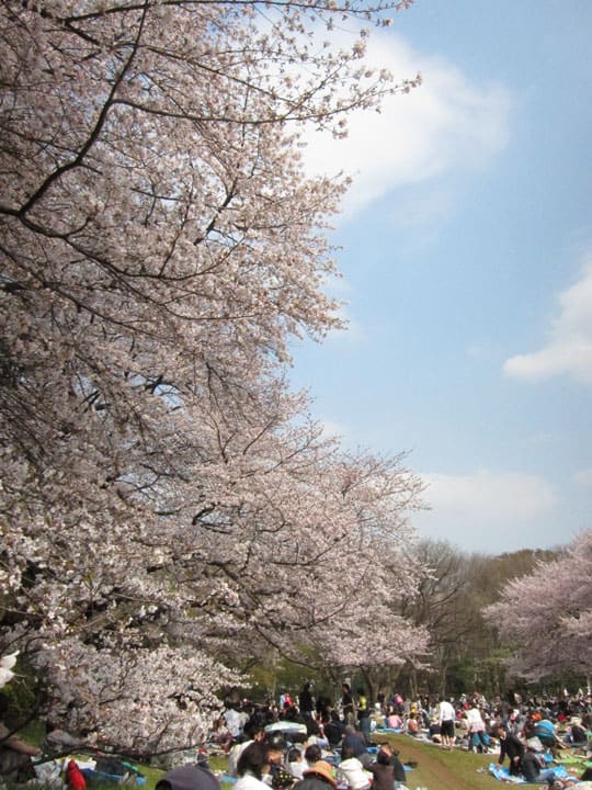 桜