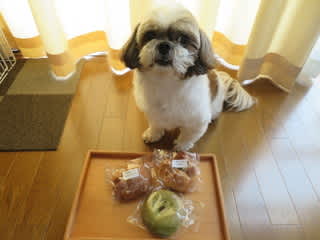 ベーグル 犬時々 ベーグル 犬時々