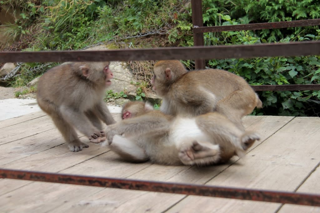 猿の温泉とここで暮らす猿たち - 自然を求めて近辺ぶらり