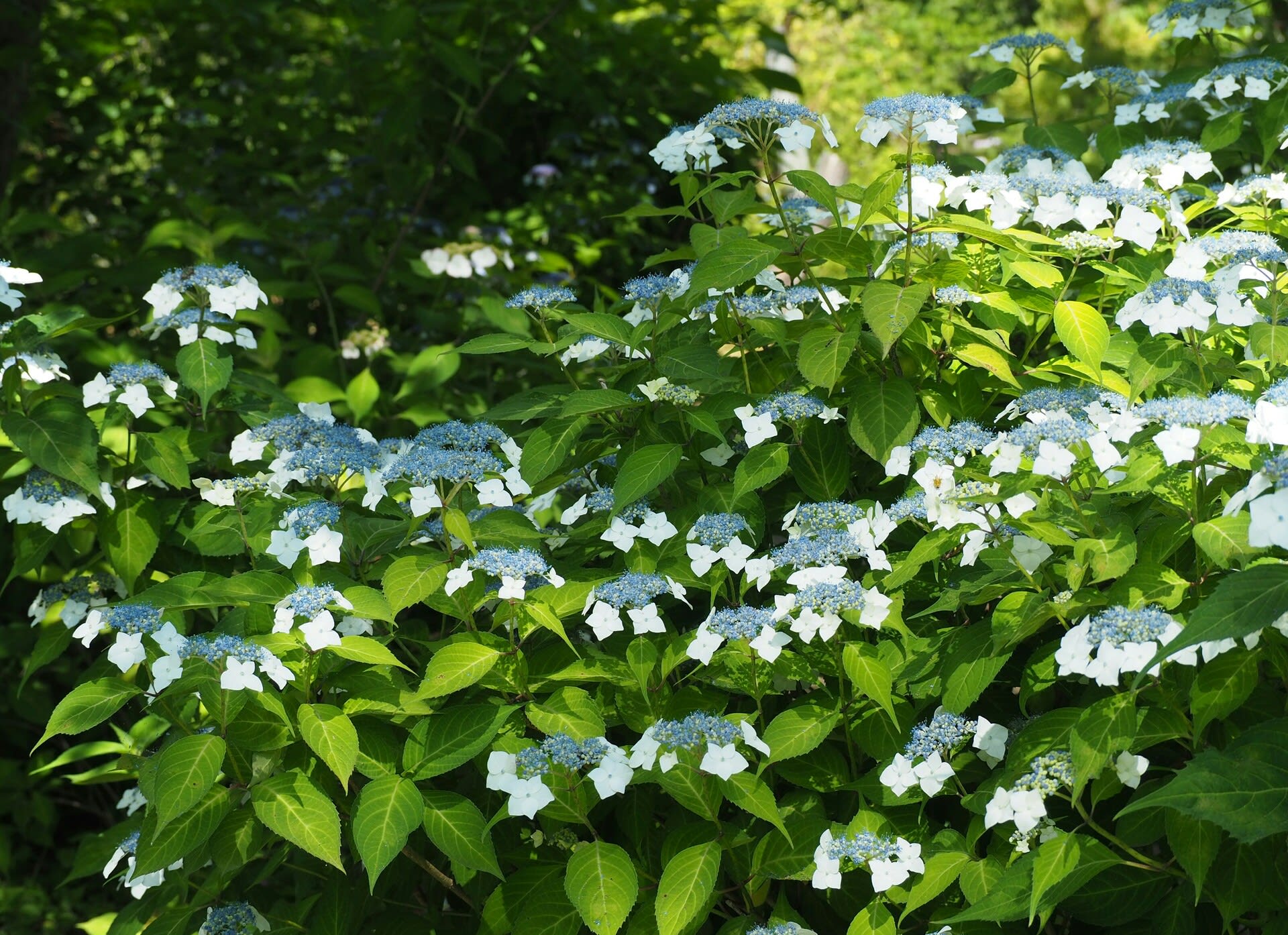 紫陽花色づきはじめ 京都で定年後生活