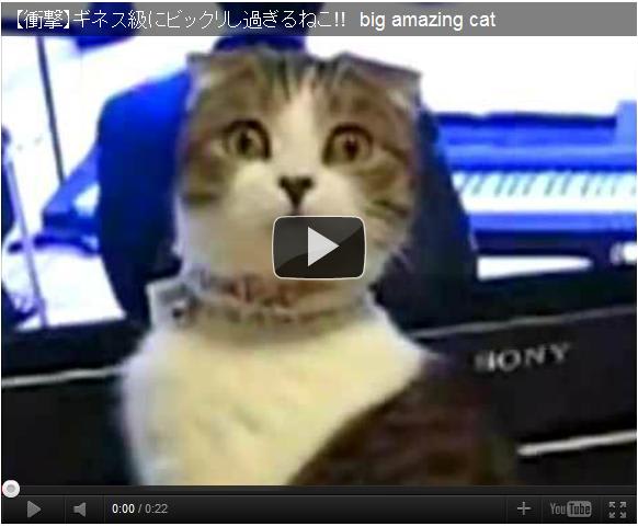 衝撃 ギネス級にビックリし過ぎるねこ 猫動画 猫パンチ動画まとめブログ