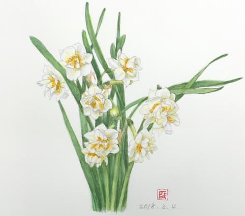 日本水仙 八重咲き 花の絵いっぱい描きたい