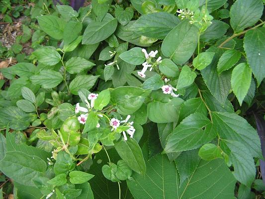 ヘクソカズラ 屁屎葛 の花 らいちゃんの家庭菜園日記 ヘクソカズラ 屁屎葛 の花 らいちゃんの家庭菜園日記