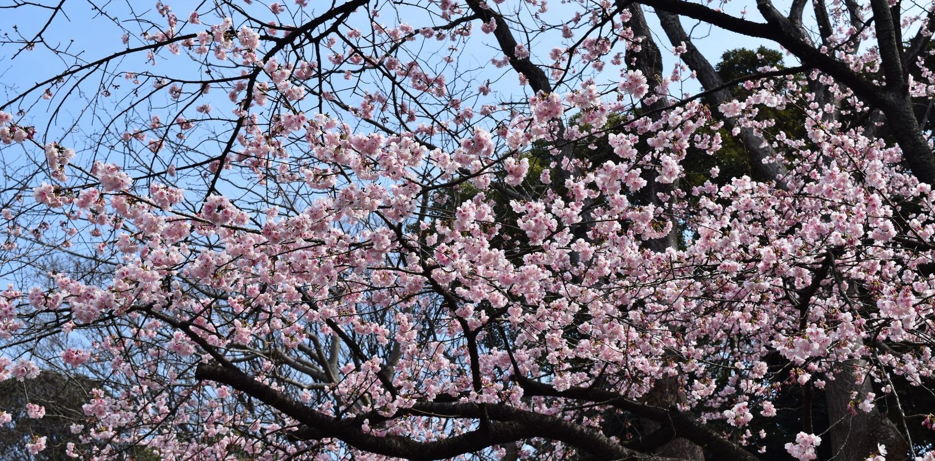 16 03 満開 上野公園の大寒桜 信の信州からの贈り物