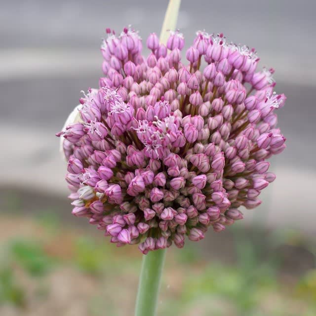 ジャンボ ニンニク の 花