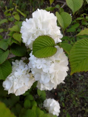 今日のお花 オオデマリ 大手毬 Toshibouの花便り