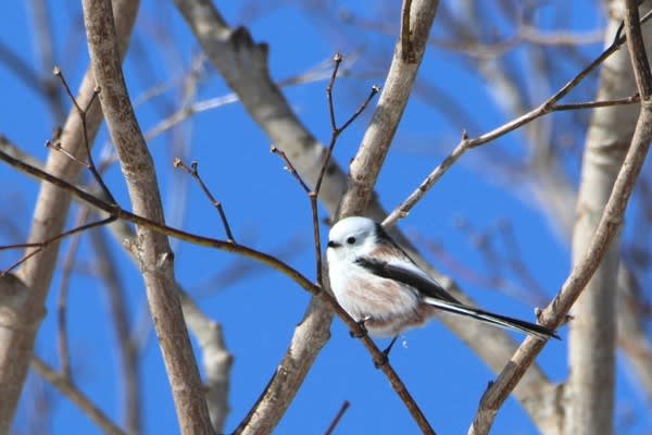 可愛いすぎる シマエナガ あなたに会いたくて 野鳥探索日記