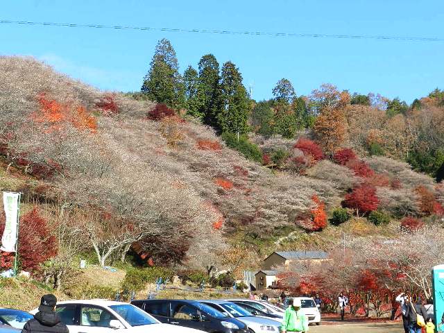 三ジジ、ドライブの記の画像