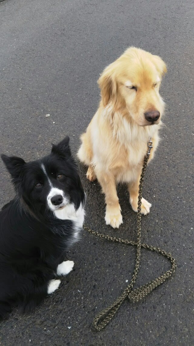 ゴールダー って S 只今家庭犬輸送中