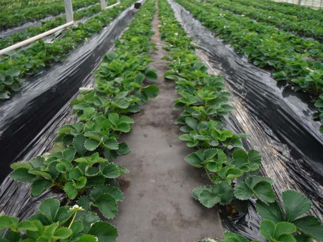 イチゴの玉だし 11 25 26 まーくんの小部屋 新館