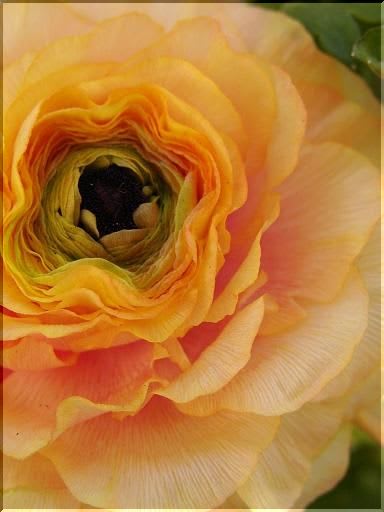 陽だまり色の花 ふりそそぐ朝日の中で 陽だまり色の花 ふりそそぐ朝日の中で