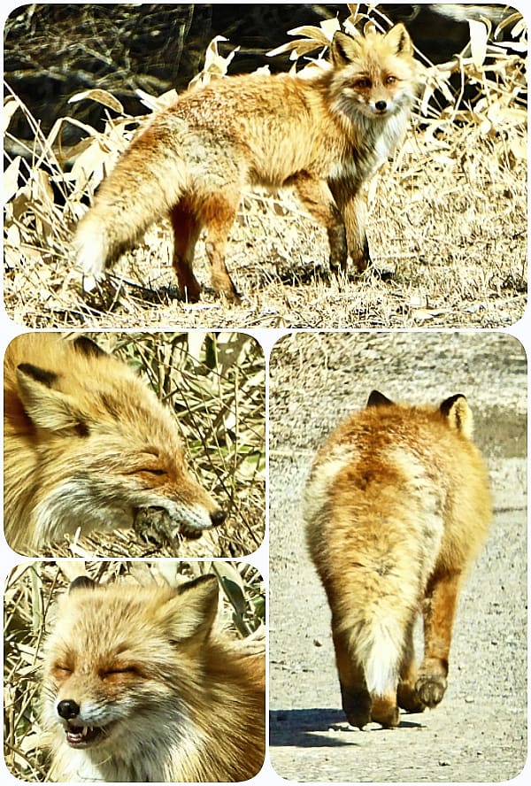 北海道におけるエキノコックス感染症： 主にキタキツネが