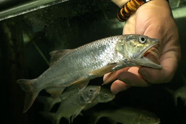 幻の超イケメン魚 Leafな出来事