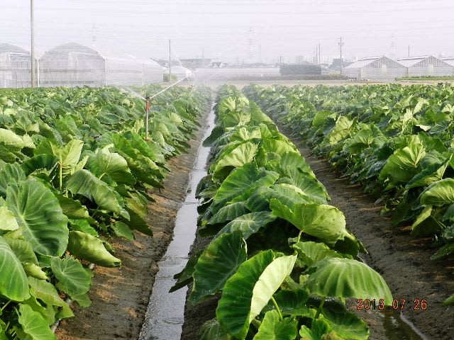 里芋の水やりの画像