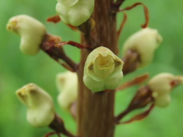 高ボッチ高原・鉢伏山の植物　オニノヤガラ（鬼の矢柄）