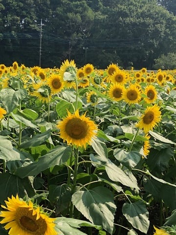 20190728_あけぼの山農業公園_11.jpg