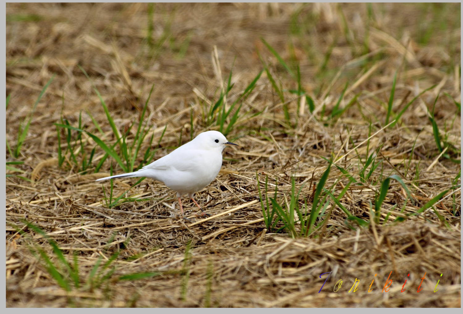 白鶺鴒 はくせきれい 鳥キチおじさん今日も又