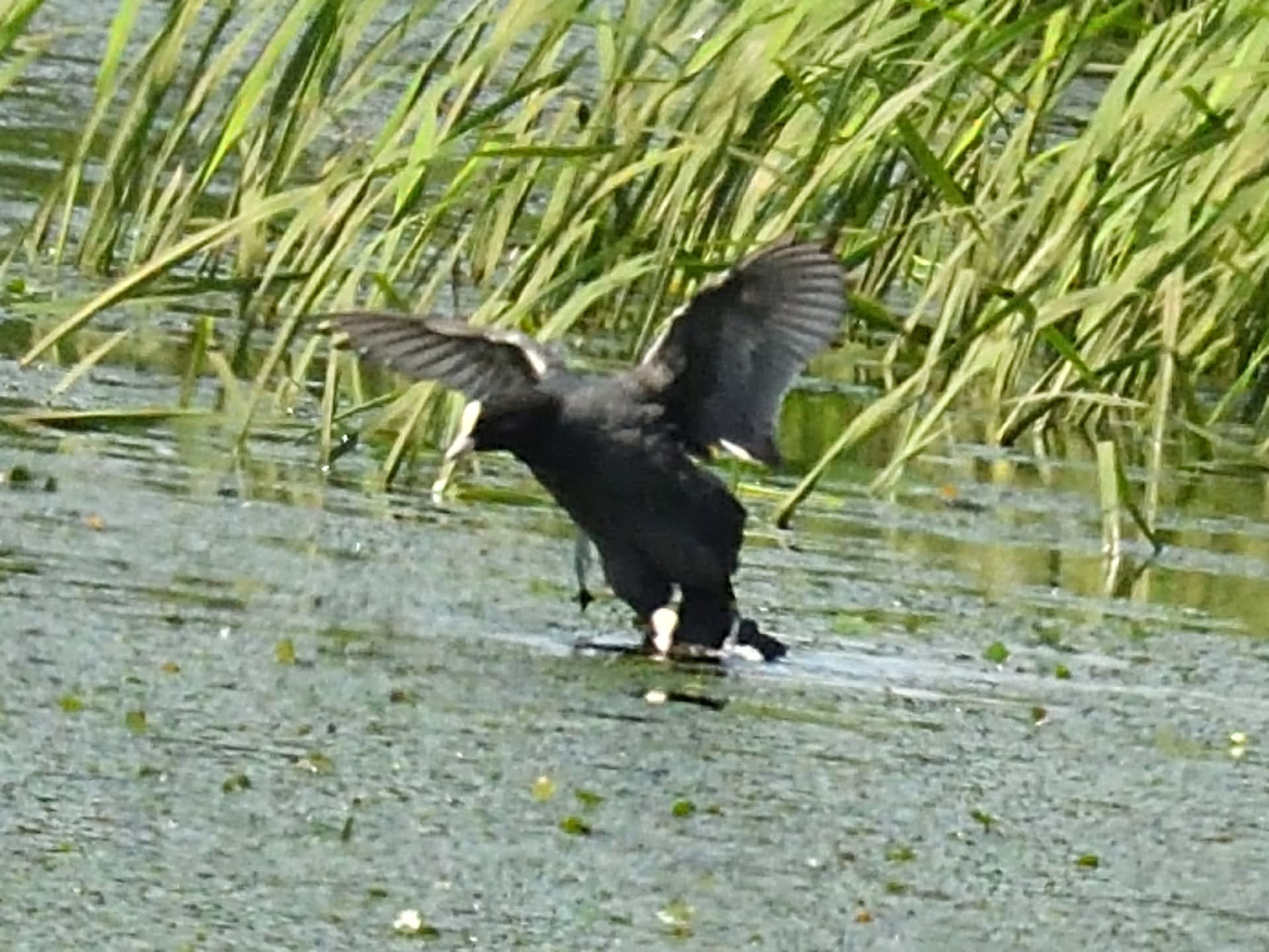 モエレの鳥たち 7 12 オオバンの交尾 オオバン バン通信 鳥とパイプと日本酒のおっさんメモ