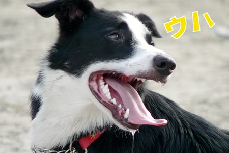 bordercollie_ボーダーコリー