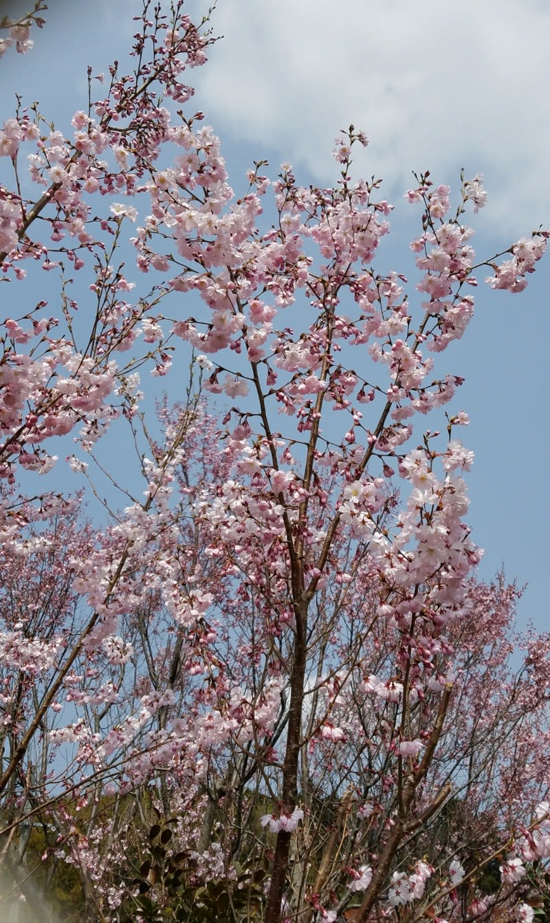 淡いピンクの桜が咲きました 田舎暮らしのかめちゃん